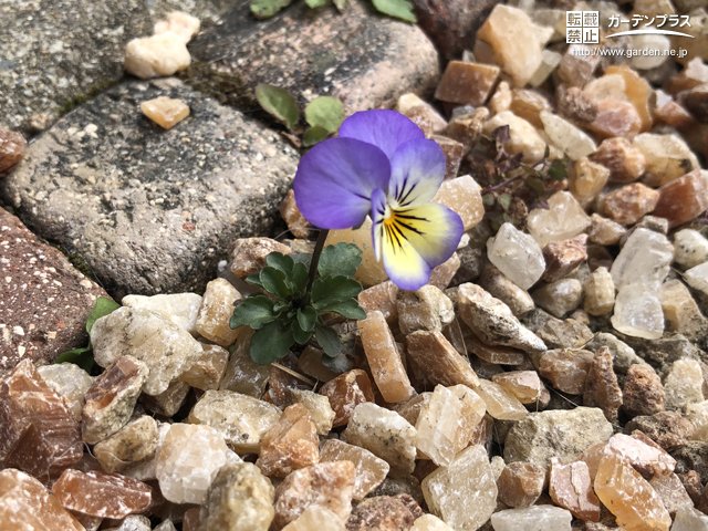 こぼれ種で増える植物 かんたん庭レシピ