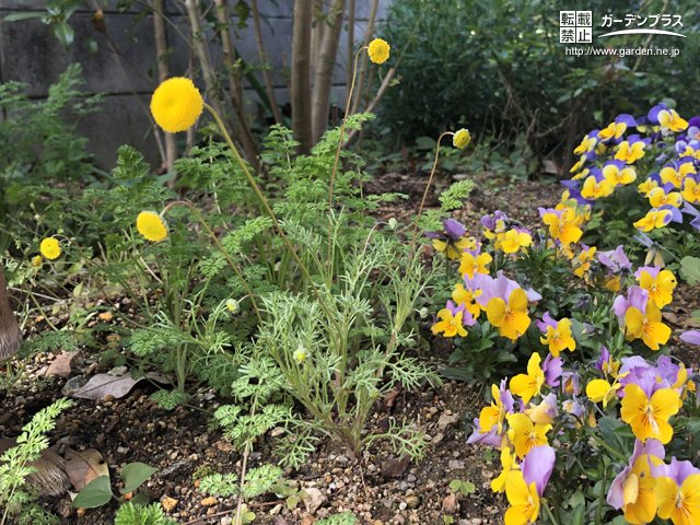 こぼれ種で増える植物 かんたん庭レシピ