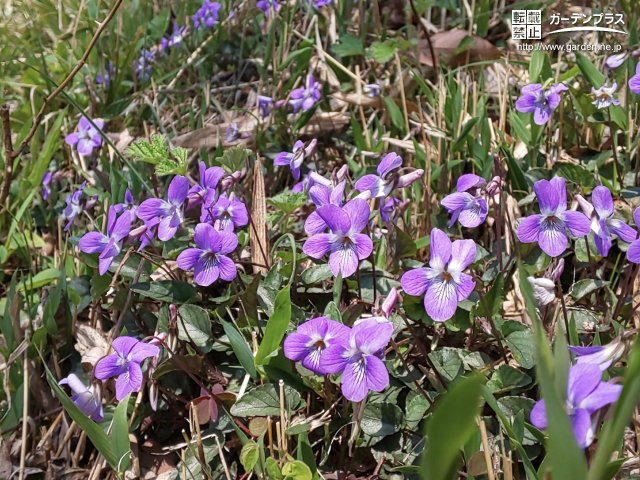 こぼれ種で増える植物 かんたん庭レシピ