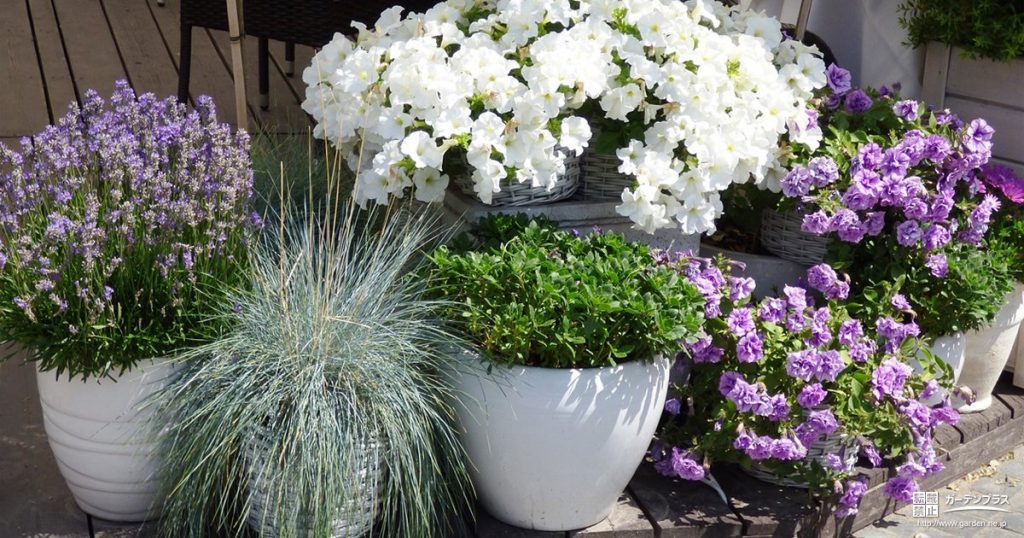 寄せ植えよりも簡単 花壇がなくても楽しめる 寄せ鉢 かんたん庭レシピ