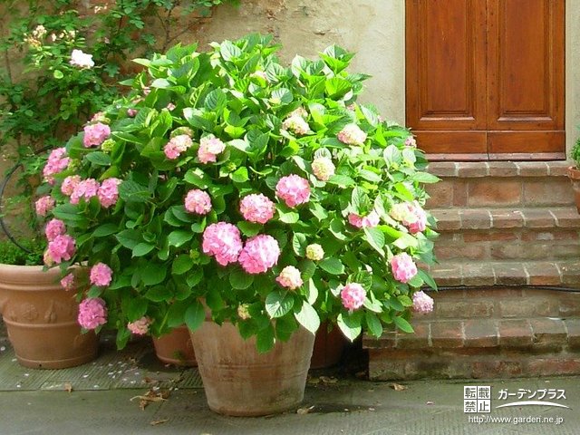 寄せ植えよりも簡単 花壇がなくても楽しめる 寄せ鉢 かんたん庭レシピ