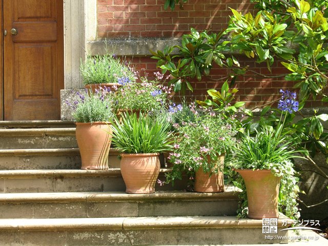 寄せ植えよりも簡単 花壇がなくても楽しめる 寄せ鉢 かんたん庭レシピ