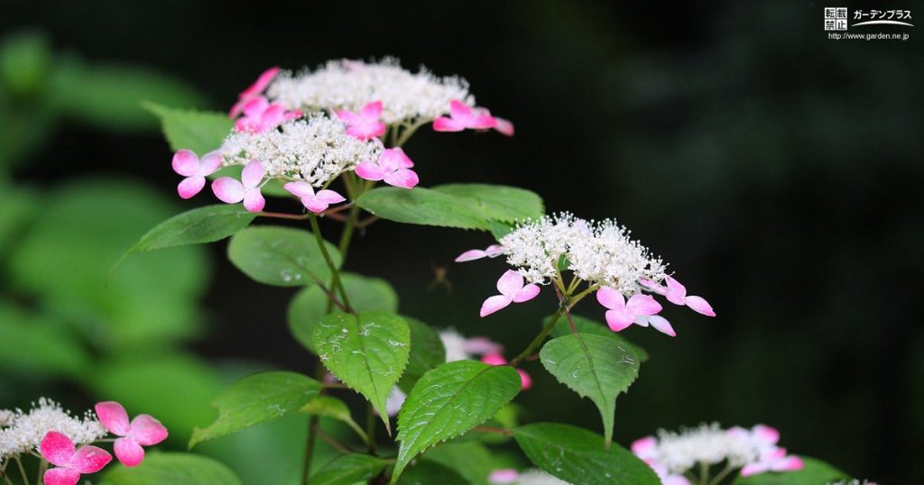 日陰のタイプ別で見るシェード ガーデン向き植栽 かんたん庭レシピ