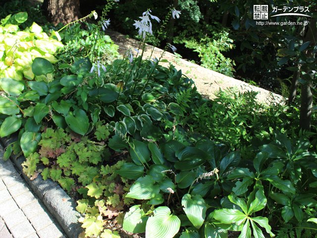 日陰のタイプ別で見るシェード ガーデン向き植栽 かんたん庭レシピ