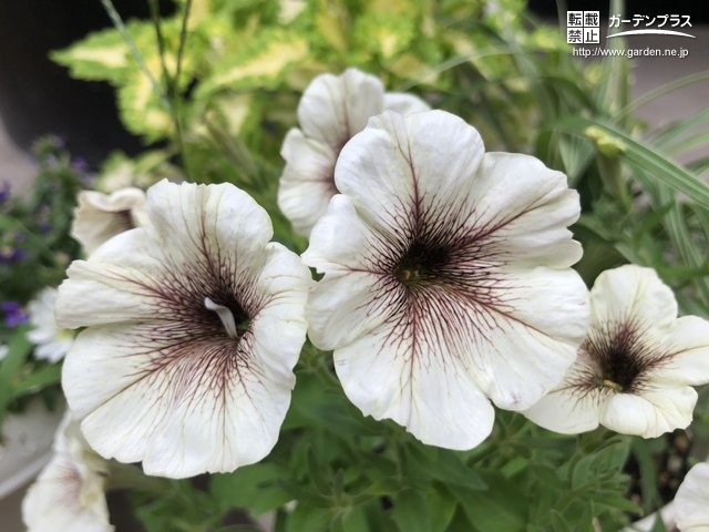 暑さに強い夏の花 かんたん庭レシピ