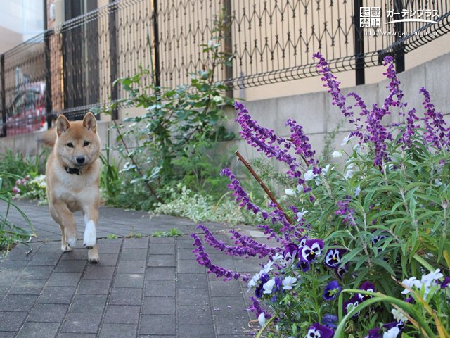 バリエーション豊かで丈夫な宿根草 サルビア セージ かんたん庭レシピ