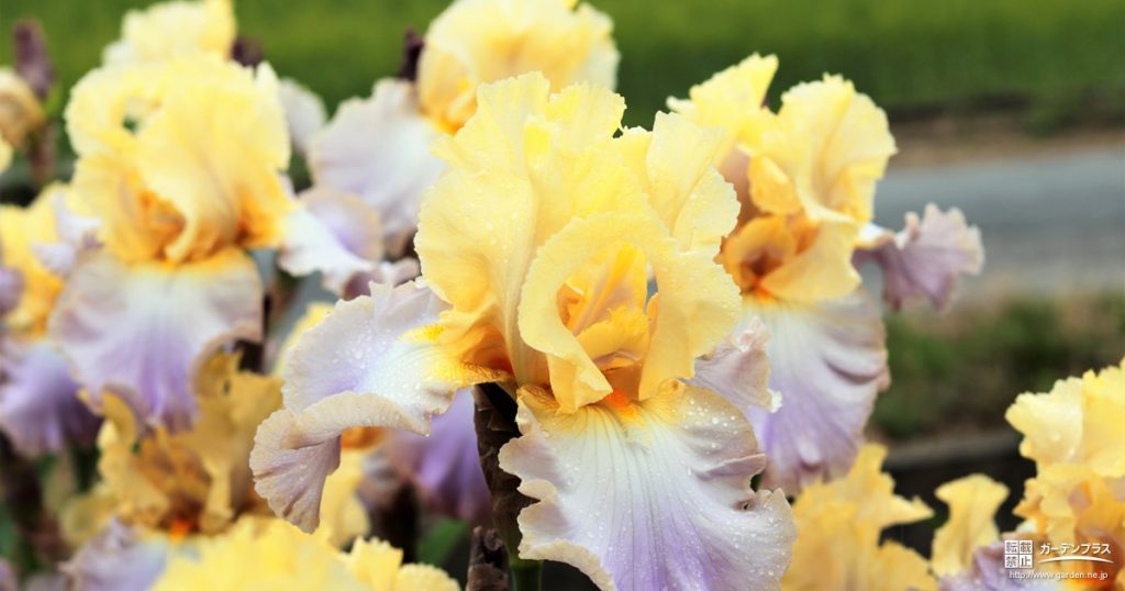 華やかなのに手間のかからない虹色の花 ジャーマンアイリス かんたん庭レシピ