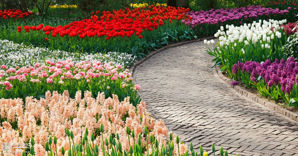 秋植え球根で 花が絶えない春花壇を計画しよう かんたん庭レシピ