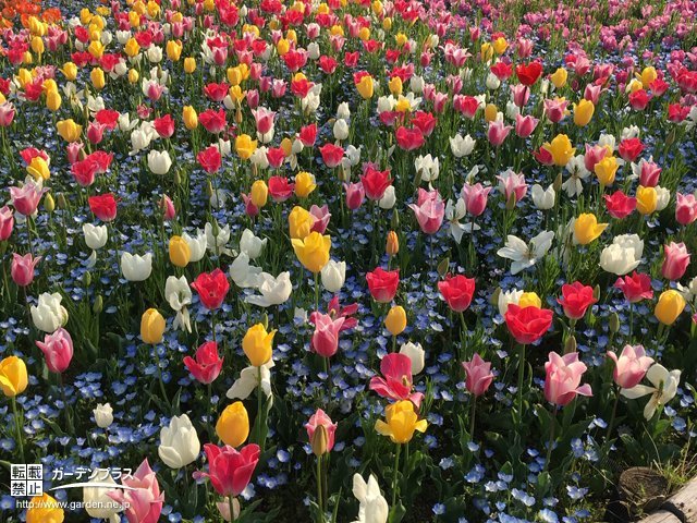 秋植え球根で 花が絶えない春花壇を計画しよう かんたん庭レシピ