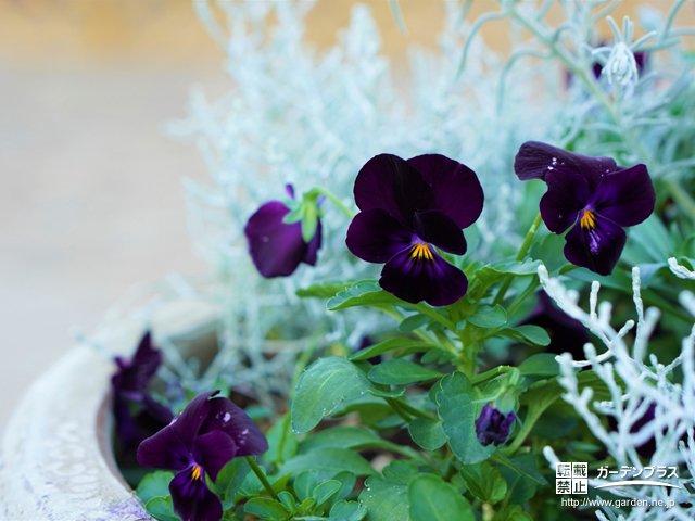 深みと造形美を感じさせるブラックカラーの花 かんたん庭レシピ
