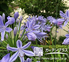 【相模原店】無料相談会のお知らせ＆植栽マニュアル～初夏の花アガパンサス～