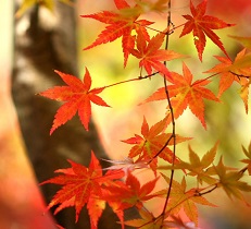 【相模原店】植栽マニュアル～紅葉の美しいお庭へ～