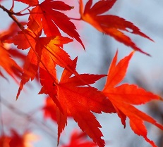 【相模原店】無料相談会のお知らせ＆植栽マニュアル～紅葉が美しいモミジをお庭に～