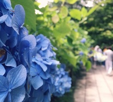 【相模原店】無料相談会のお知らせ＆植栽マニュアル～梅雨の花アジサイ～