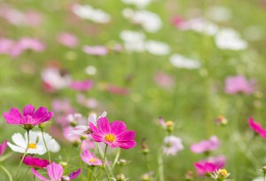 【神戸店/北町店】初心者でも簡単な秋から育てるお花