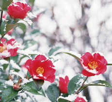 冬の季節に咲く1月の花壇におすすめの花