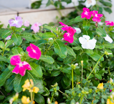 冬の花壇や菜園におすすめの土作りのコツ