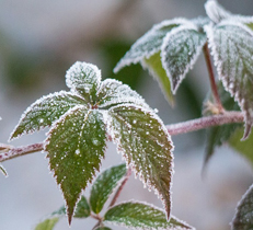 冬を元気に越すための植物のマルチング材。種類とその効果について