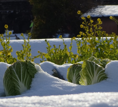 お庭で育てられる美味しい冬野菜