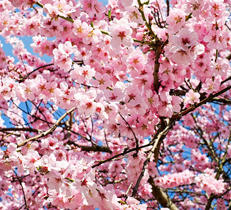 梅と桜と桃の木の見分け方