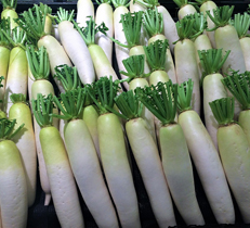 家庭菜園で採れすぎた野菜の保存方法