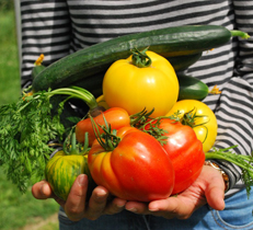 4月の植え付けがおすすめの野菜Vol.1