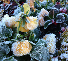 お庭の植物や花壇を守る冬の霜よけ・風対策