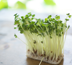 室内でも育てられる発芽野菜