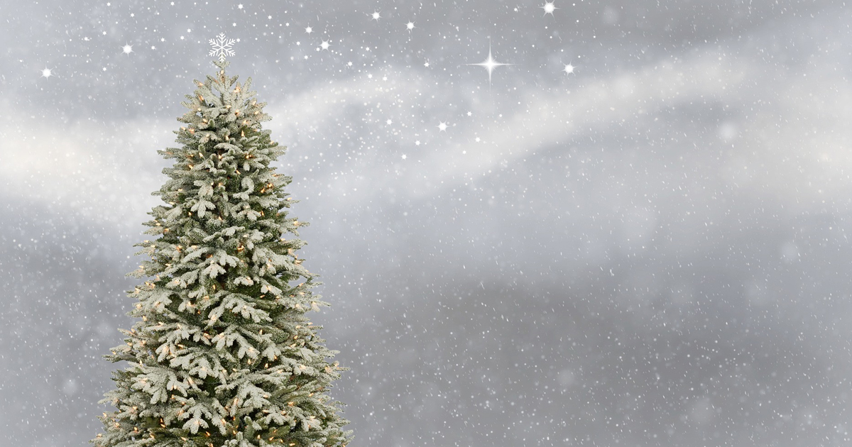クリスマスツリーとは違う?日本のモミの木の特徴や魅力とは クリスマスツリーとは違う?日本のモミの木の特徴や魅力とは