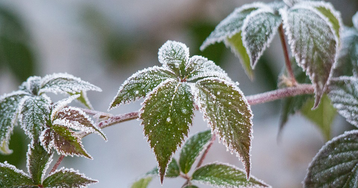 冬を元気に越すための植物のマルチング材。種類とその効果について