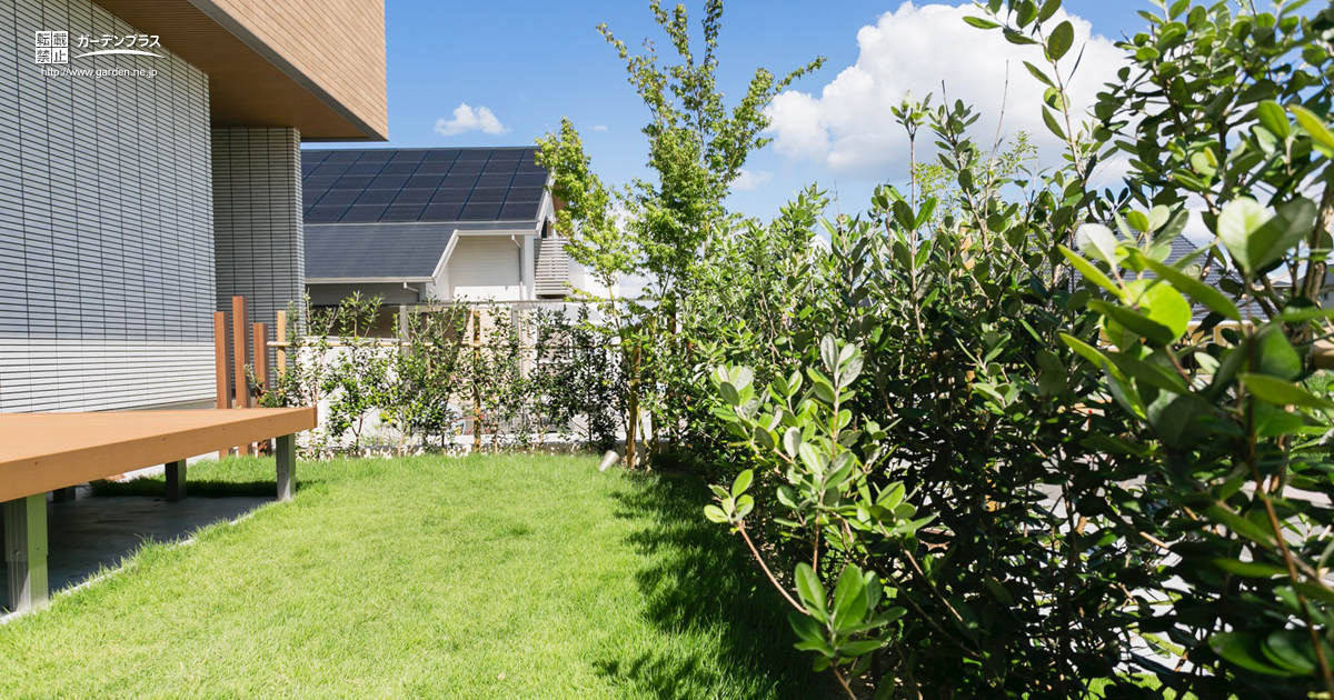 みかんの木 目隠し 植木 庭木 ガーデニング 4月の植え付けがおすすめ