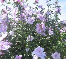 夏の花を見つけました