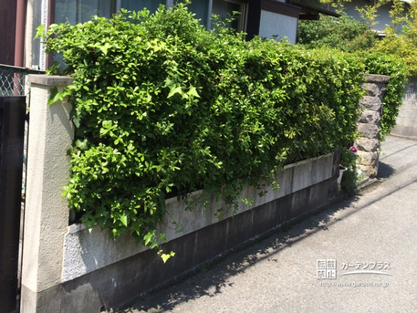 生垣が膨れ上がったフェンスまわり