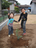 茨城県坂東市キンカンとオリーブの植樹風景