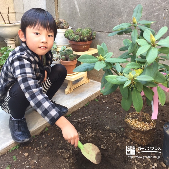 西洋シャクナゲ植樹の様子