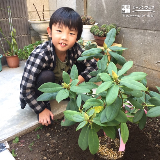 西洋シャクナゲ植樹後のお写真