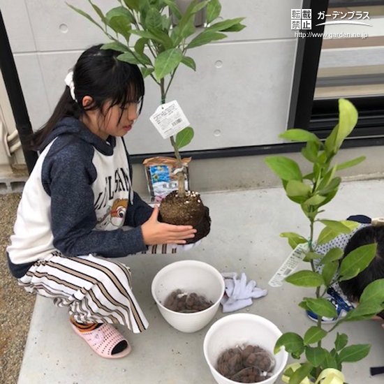 温州ミカン植樹の様子