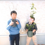 植樹後のジューンベリーとレモンのお写真