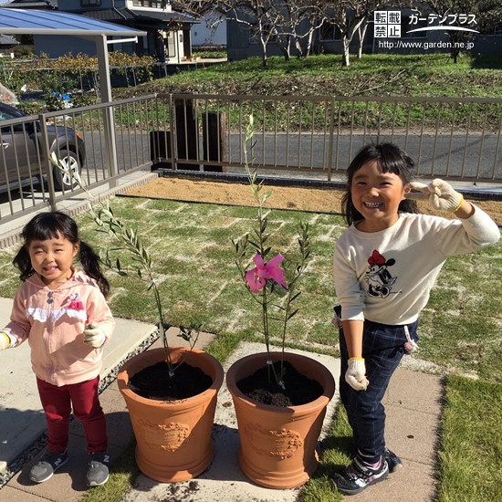 オリーブ植樹後のお写真