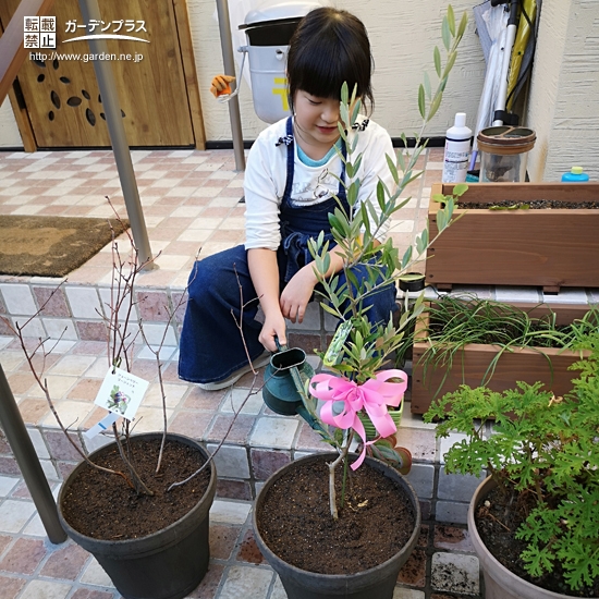 オリーブ植樹の様子