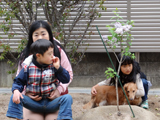 兵庫県神戸市北区ライラックと四季咲きモクセイの植樹風景