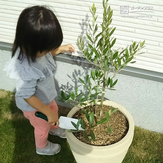 オリーブ植樹の様子