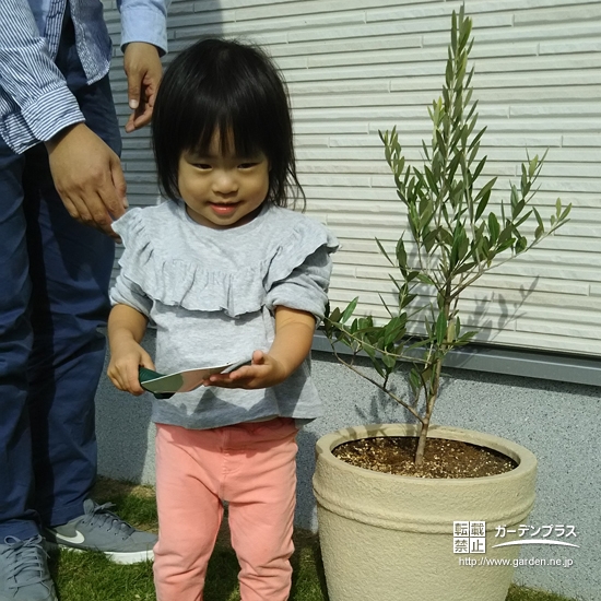 オリーブ植樹後のお写真