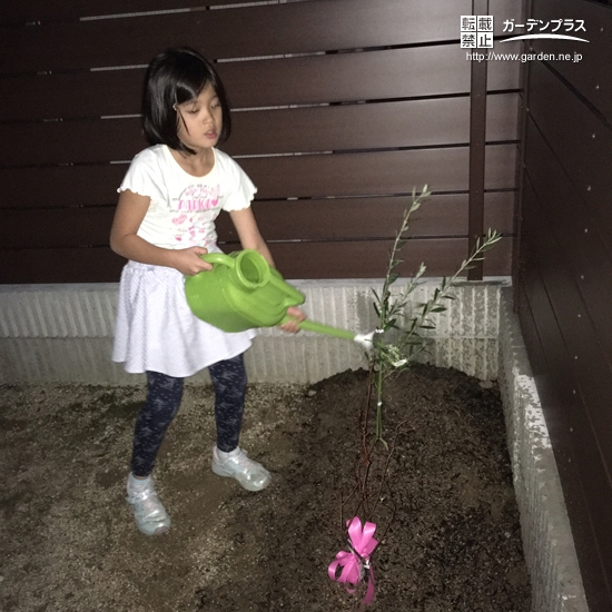 ジューンベリーとオリーブ植樹の様子