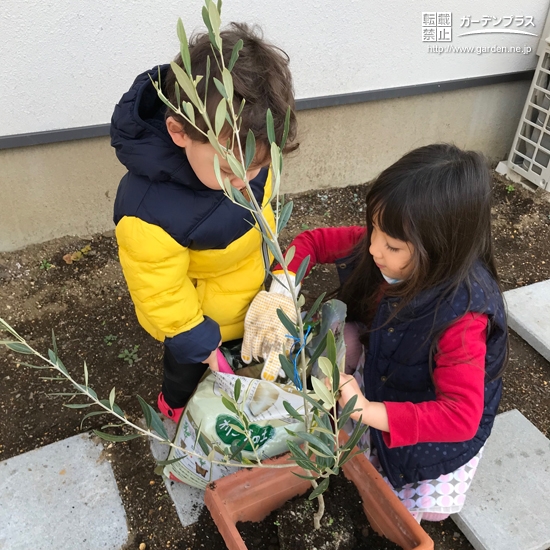 オリーブ植樹の様子