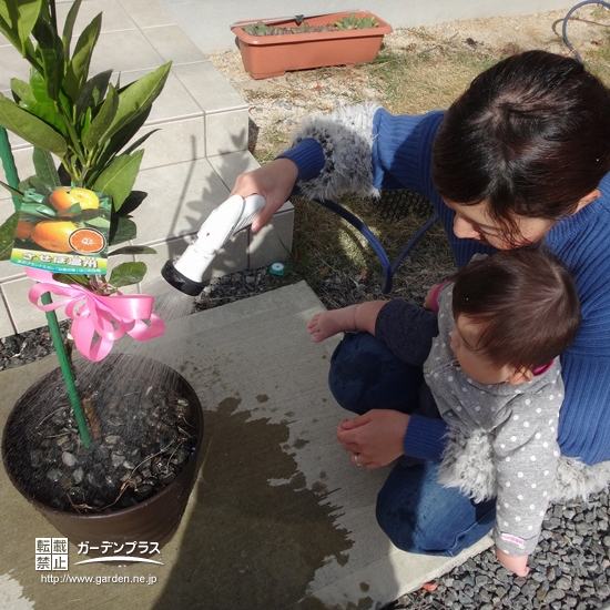 温州ミカン植樹の様子②