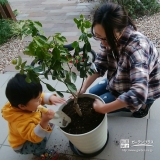 キンカン植樹の様子①