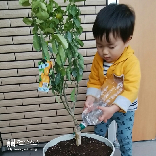 キンカン植樹の様子②