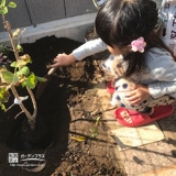 ライラック植樹の様子