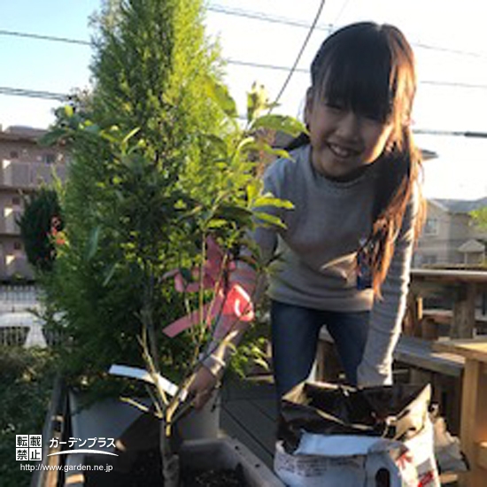 キンカン植樹の様子